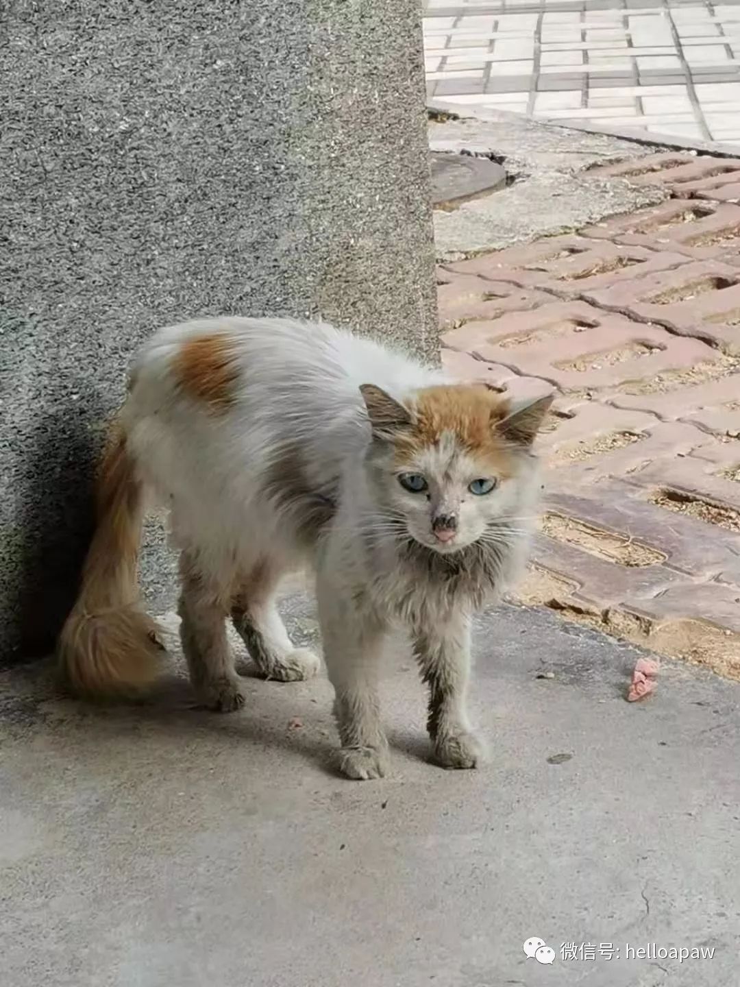 骨瘦嶙峋的蓝眼橘猫,你的世界不再是灰色