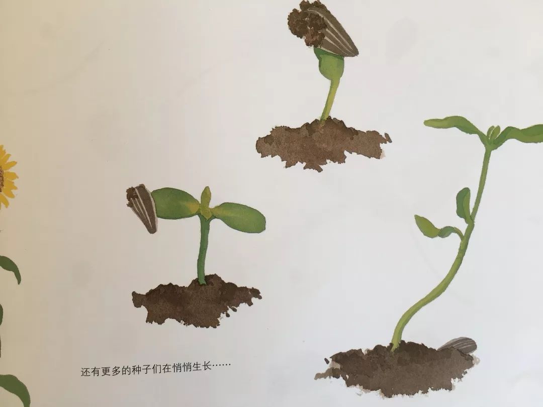 第八十七期_种子