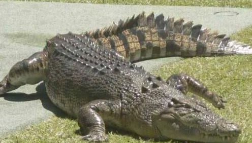 连大白鲨都闻风丧胆的虎鲸,可以咬死湾鳄吗?