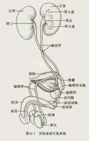 体检报告中这一项很不起眼,连医生有时也会忽视