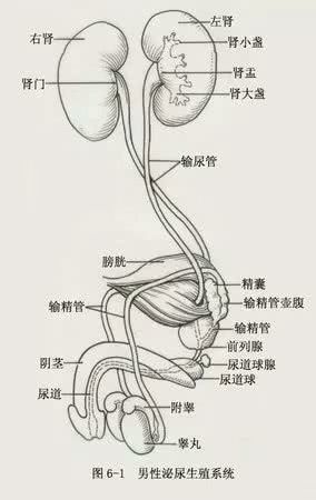 尿道旁腺图片
