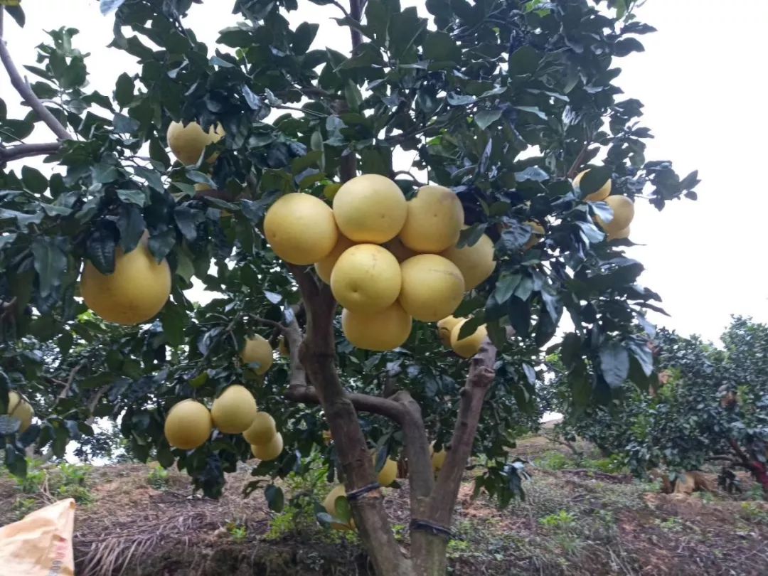 图为:莫时健家果园成熟的柚子一直以来,朝阳支行坚持支农支小定位不