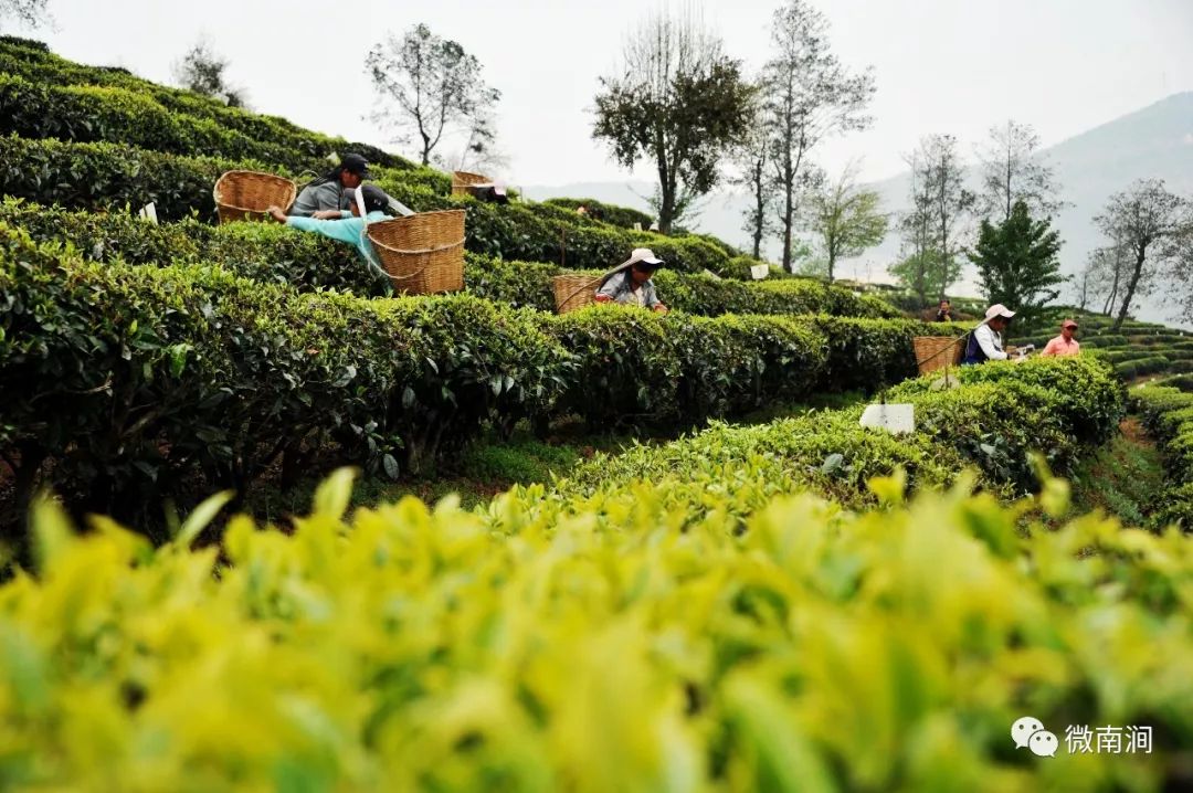 无量山高净出好茶茶界大咖云集南涧又有大事发生