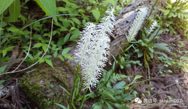 日本山野草盆景介紹白絲草