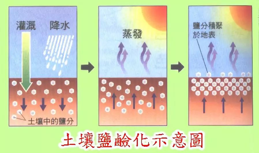 大水漫灌会使地下水位上升,毛管上升水将土壤底层的盐碱带到地表形成