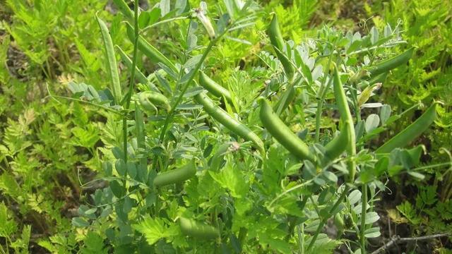 来自大自然的馈赠野生豌豆秋天采回家加点肉末炒着吃都喜欢