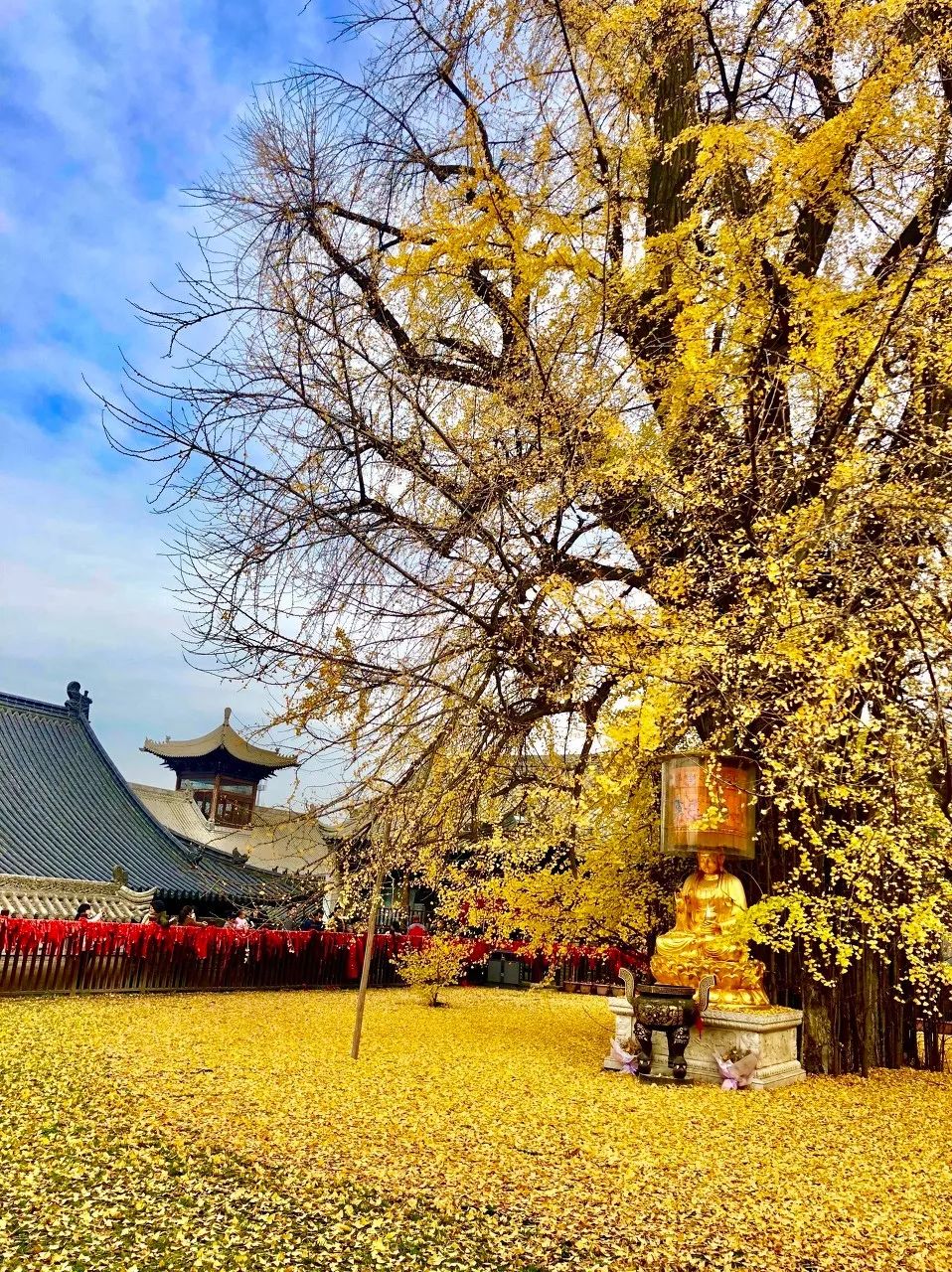 李世民种的银杏树火到国外美了1400年