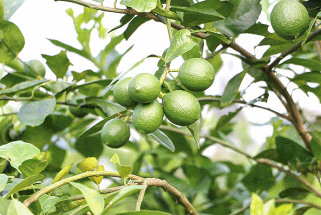 走进园子,树上满满的青柠映入眼帘,摘下一颗用手一捏,瞬间满满的柠檬