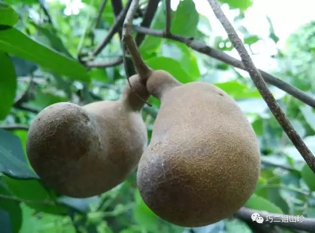 野猫瓜植物图片