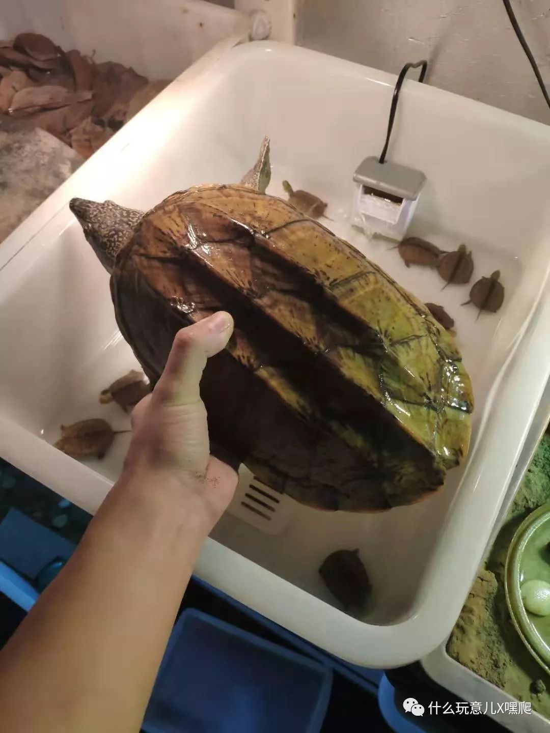 墨西哥蛋龟能长多大图片