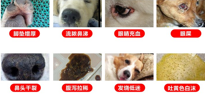 私人宠物医生雄爸犬瘟热初期症状有哪些有啥好办法不走弯路