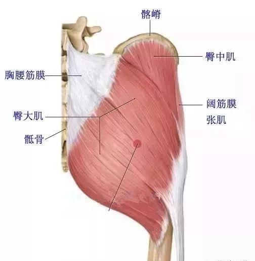 臀大中小肌的功能解剖及觸診