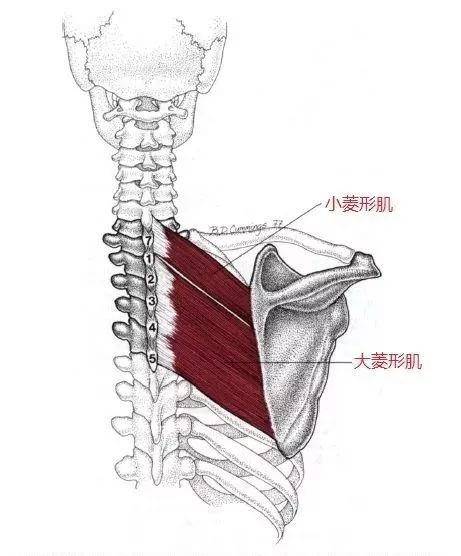 3,自我按摩方法:深度按摩杖可以轻松有效地按摩到菱形肌,方法请见