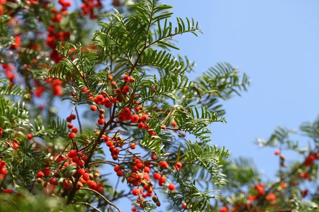 "红豆"虽诱人,切莫贪嘴哦_植物园
