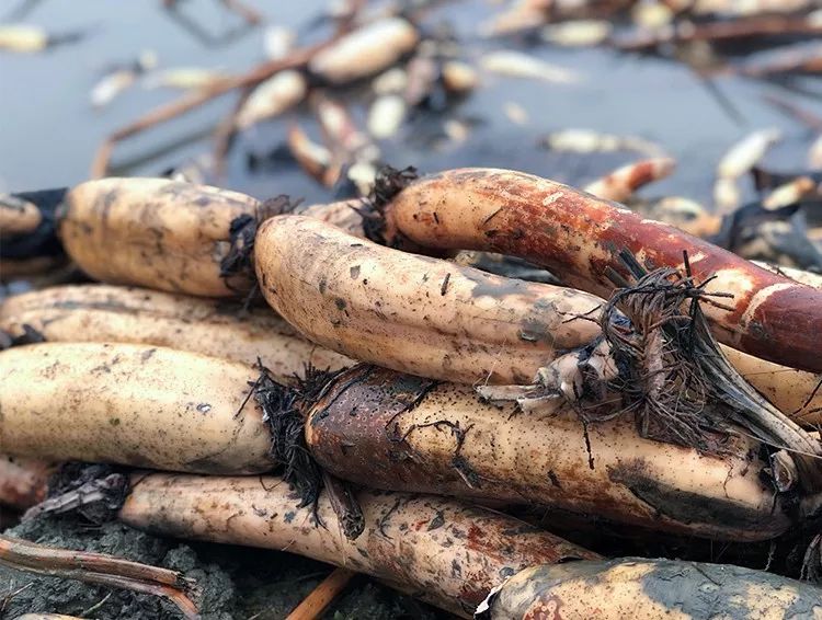 一生没见过的完整秋藕诞生记再献一碗从未吃过的炒鸡粉糯甜藕汤