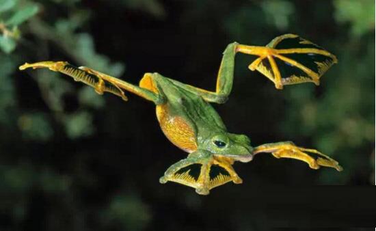 飞蛙会飞翔的青蛙树上的飞行者树间的跳跃者