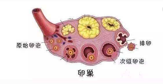 试管婴儿卵泡发育差的原因是什么?怎么调理?