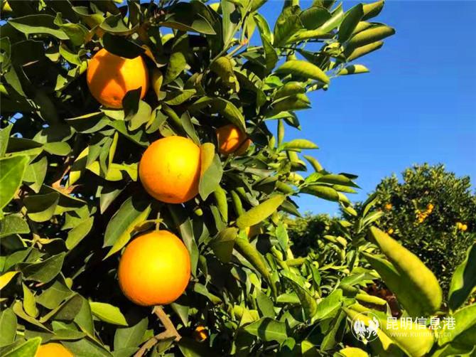 "柑橘院士"邓秀新指导培育 褚氏农业新品云冠橙正式开采