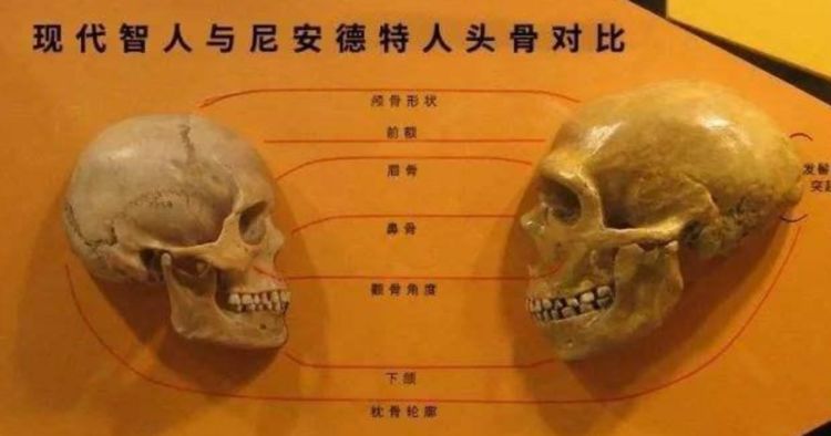 发现了一种特殊的骸骨,从头颅骨大小来看,它比现代智人的头颅要大一些
