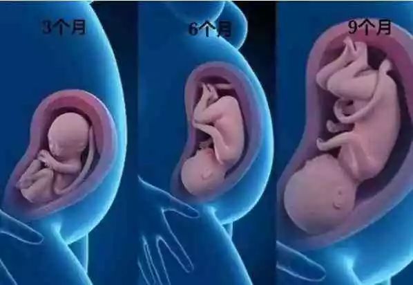 孕妇的肚子多能装?内脏被宝宝挤到哪儿了?真的煎熬