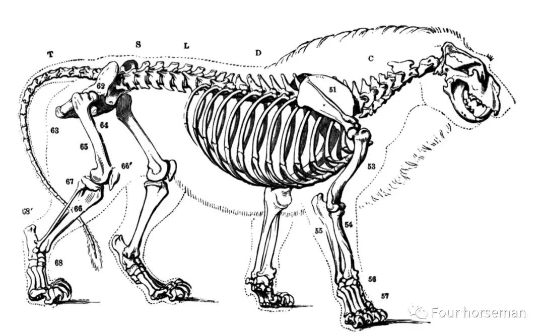 按照狮子骨架来进行设计.