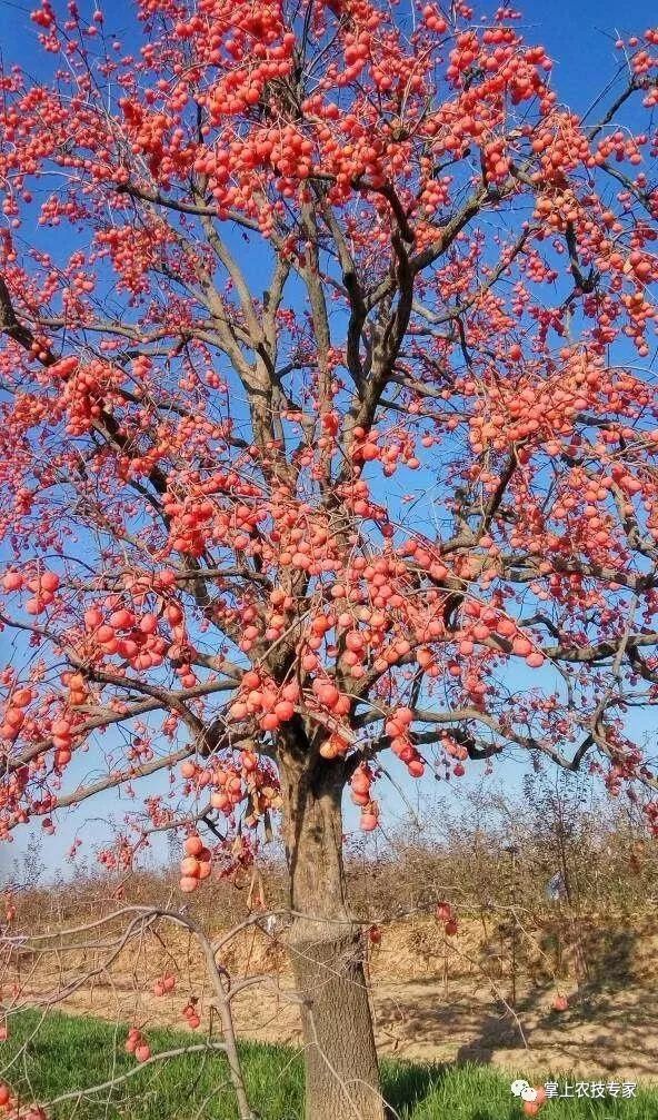 晚熟的柿子
