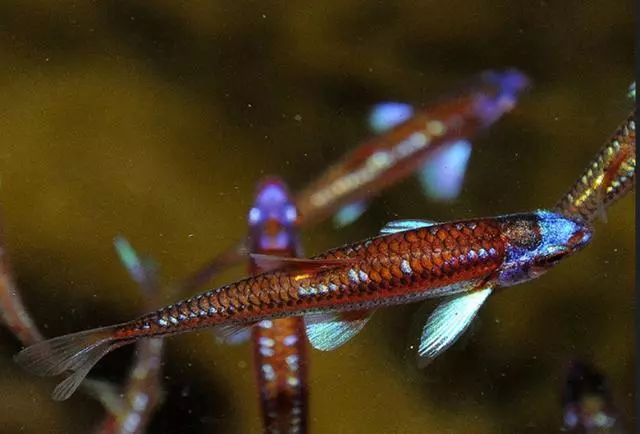 散发着紫色光芒的水中精灵紫光精灵鱼