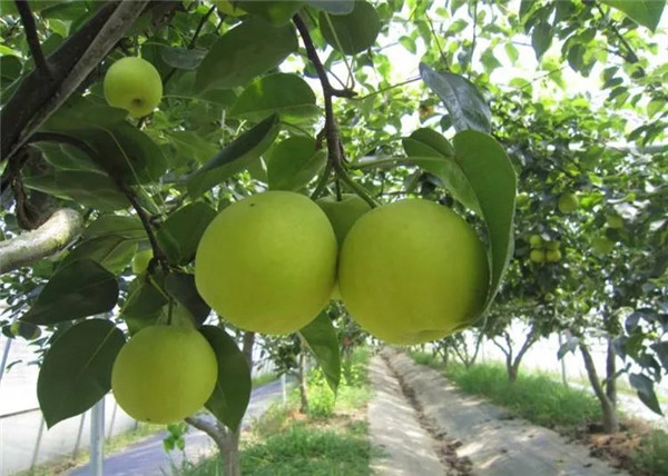 苏翠一号梨苗生长结果习性和对环境条件的要求