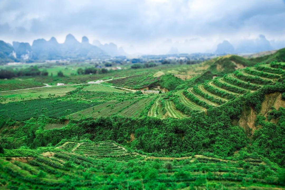 寻觅绿野仙踪中的那一盏好茶:t三有机茶_茶园