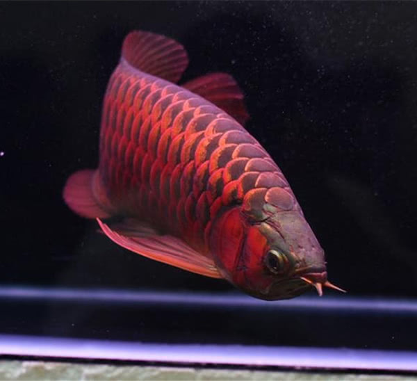 这种鱼被世人称作神鱼,曾有人花500万买下一条!