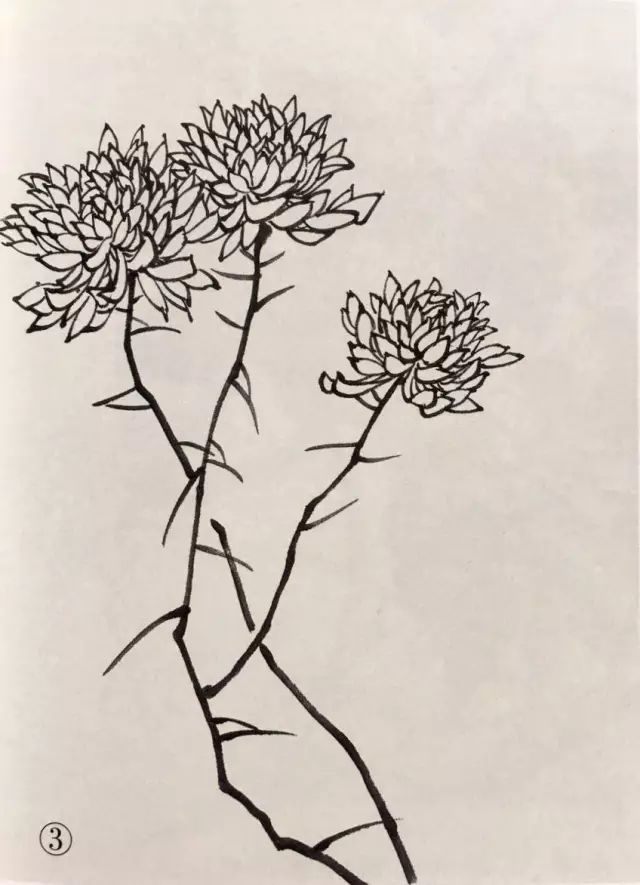 国画菊花的绘画步骤