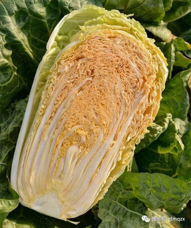 古郕黄金大白菜为什么要卖黄金价