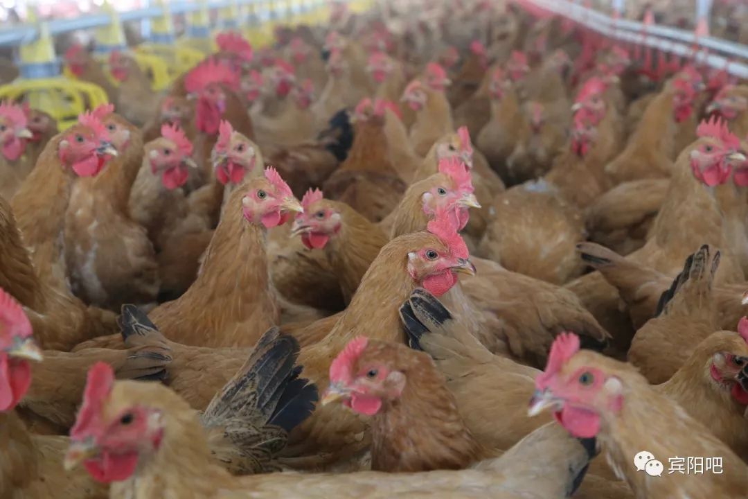 在扶贫路上的宾阳电网人给几万只鸡创造了温暖基地