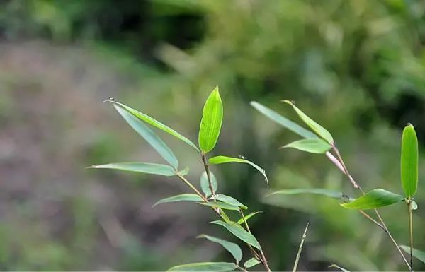 (竹种类)板桥竹