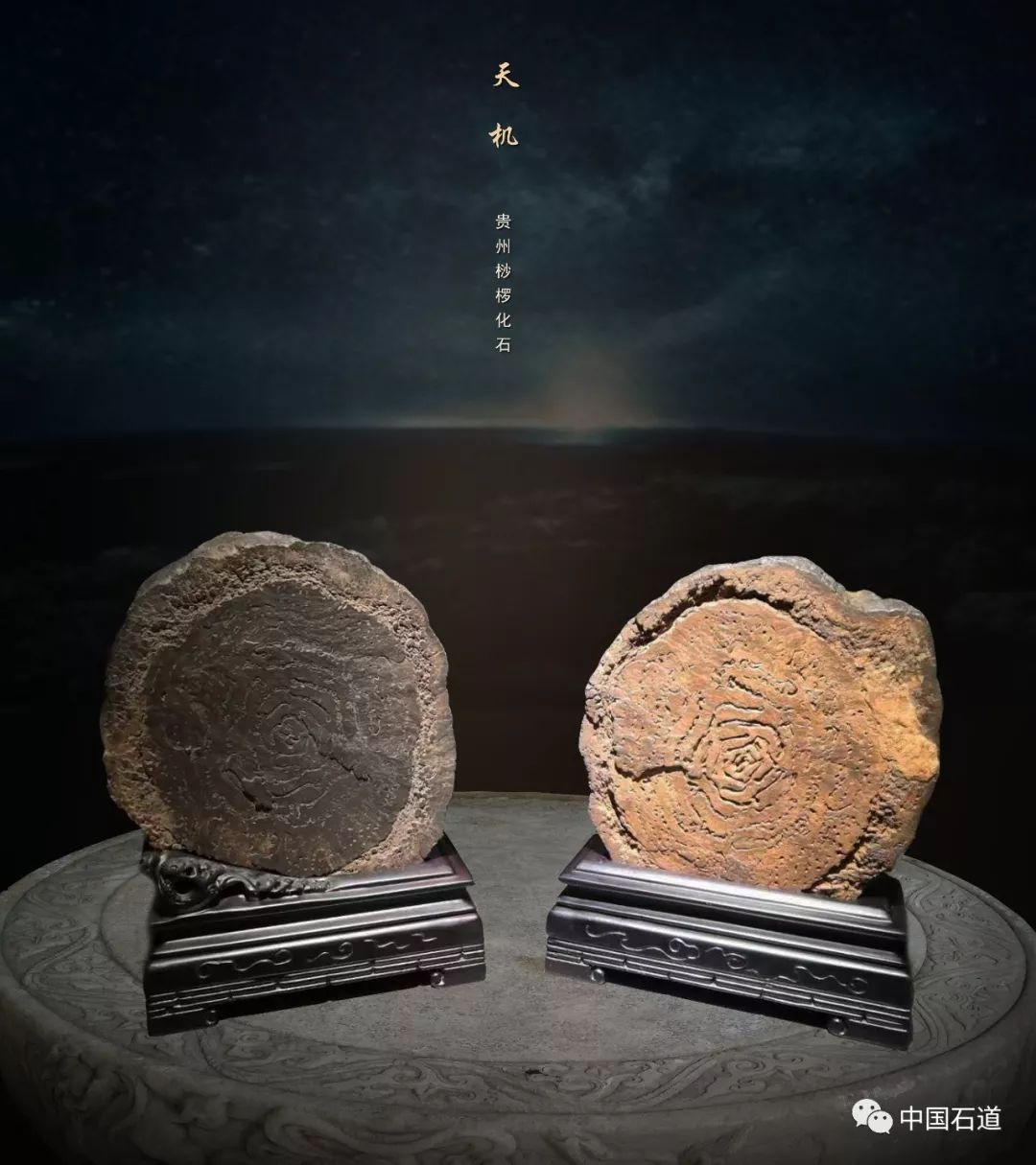 中國石道【第181期】横空出世又一石 :贵州桫椤化石