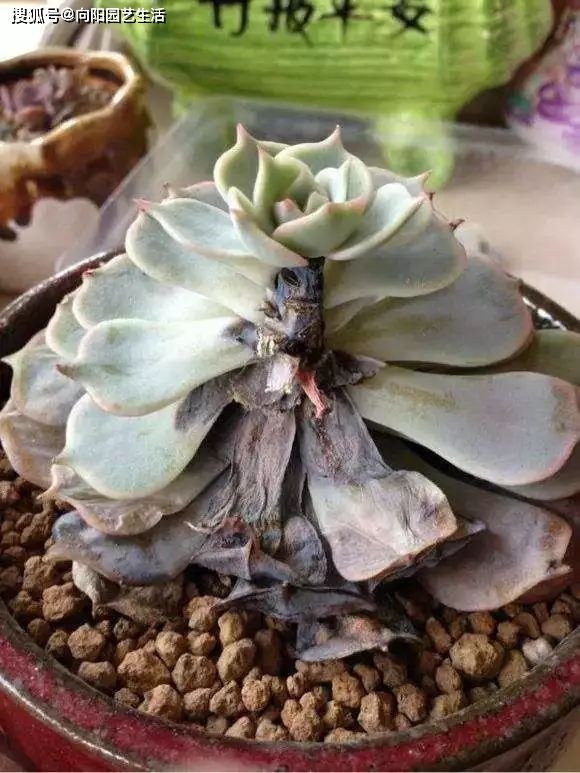 原创多肉养不好黑腐掉叶化水学会2多1少轻松养出大老桩