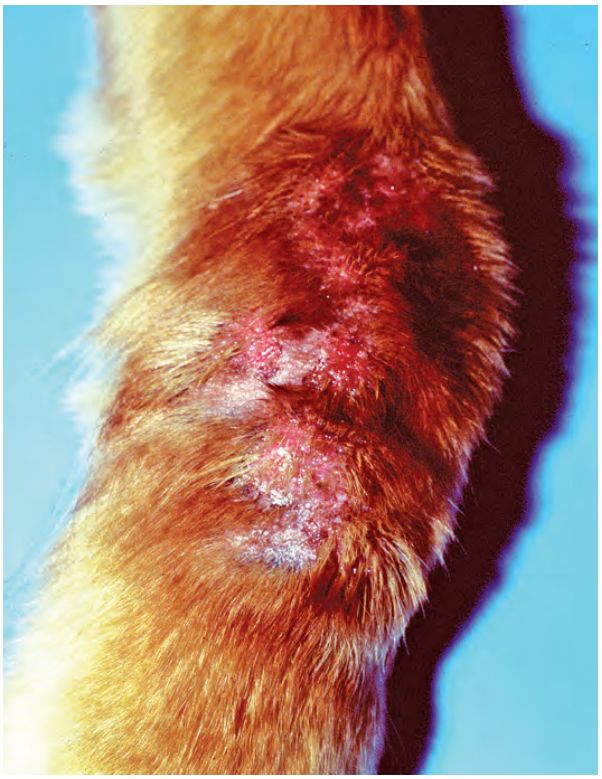 和排除其他鉴别诊断(例如,毛囊炎和疖病,舔舐性皮炎[图4],皮肤癣菌病