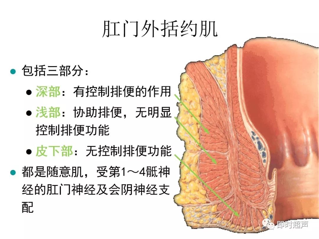 肛门括约肌解剖结构图片