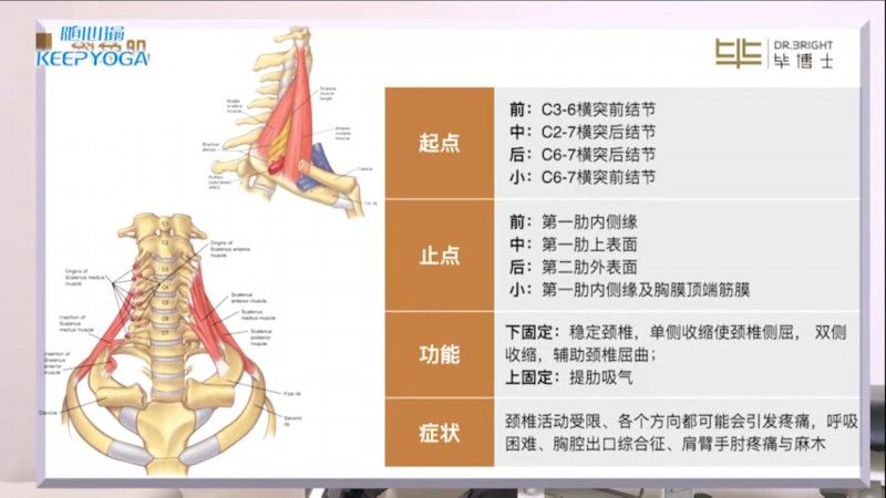 斜角肌起止点及功能图图片