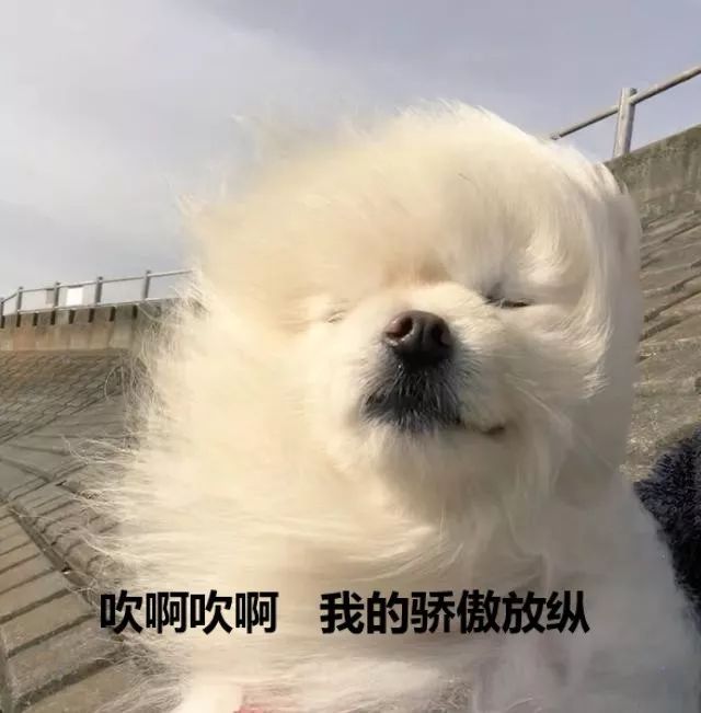 头发飘逸的狗的表情包图片