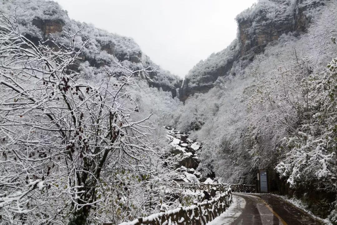 云南昭通变身冰雪童话世界,高原精灵黑颈鹤雪中飞舞!