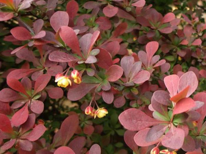 彩叶树种观赏特征和园林应用下