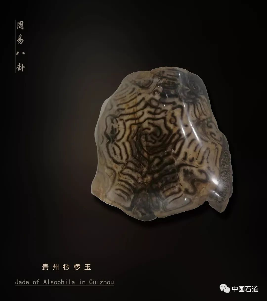 中國石道【第181期】横空出世又一石 :贵州桫椤化石