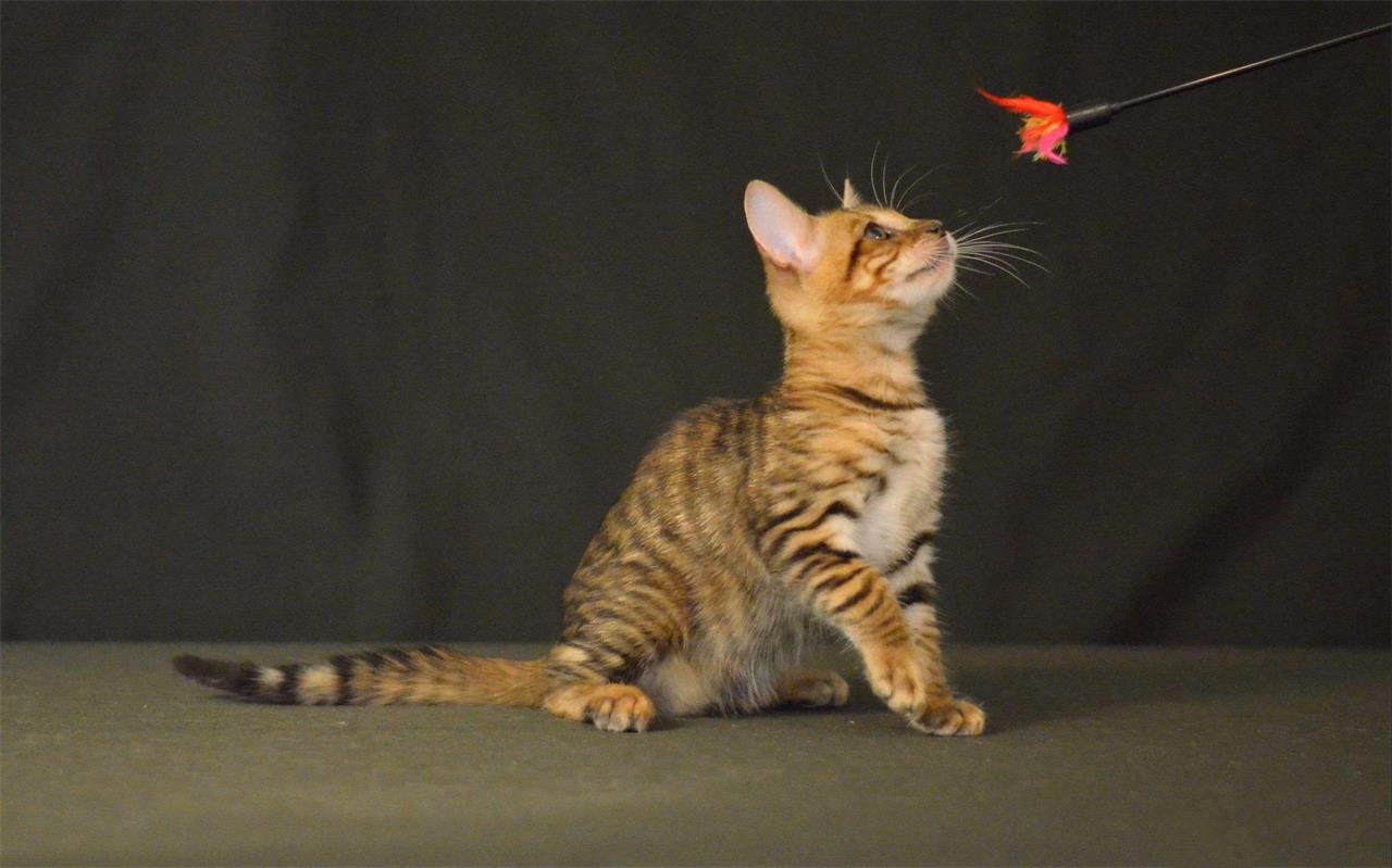 宠物用品_宠物用品猫咪益智类玩具 猫互动游乐 轨道球猫玩具 - 阿里巴巴