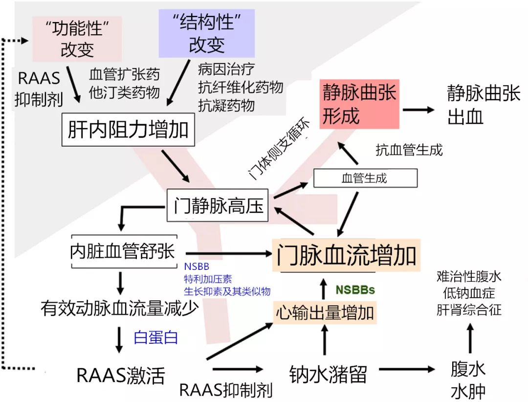 在晚期慢性肝病患者中,由于肝硬化导致肝血管的结构