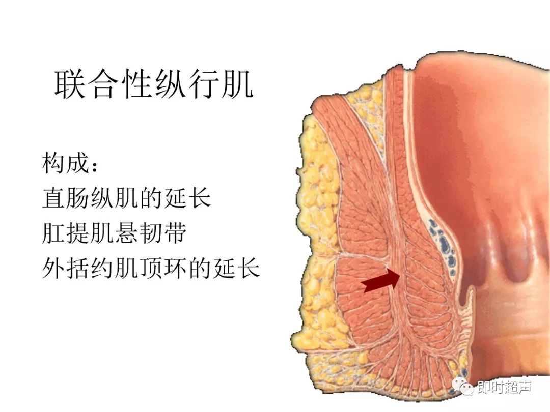 肛门括约肌示意图图片