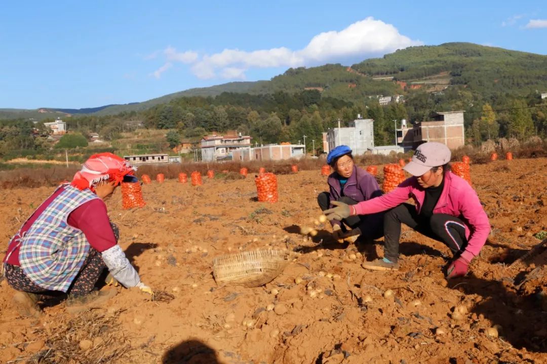 探索"五子登科"模式!巧家老店镇开辟高原特色现代农业产业突围之路