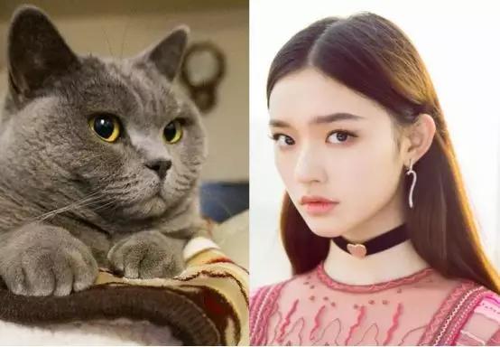 jennie同款猫系脸赵丽颖像折耳林允像英短看到贾玲憋不住了