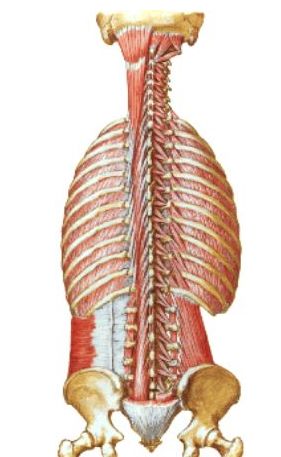 脊柱肌肉在运动状态下的解读