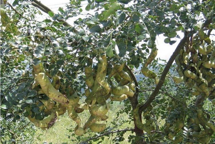 过去农村娃当零食吃,一棵树收获不过2斤,今市场200元一斤很稀罕